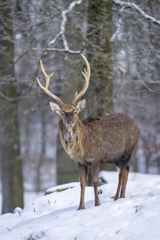 Sika deer (Cervus nippon), in the snow, Vulkaneifel, Rhineland-Palatinate, Germany