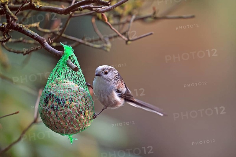 Long-tailed Tit (Aegithalos caudatus), hanging on a tit dumpling, Arnsberg, North Rhine-Westphalia, Germany