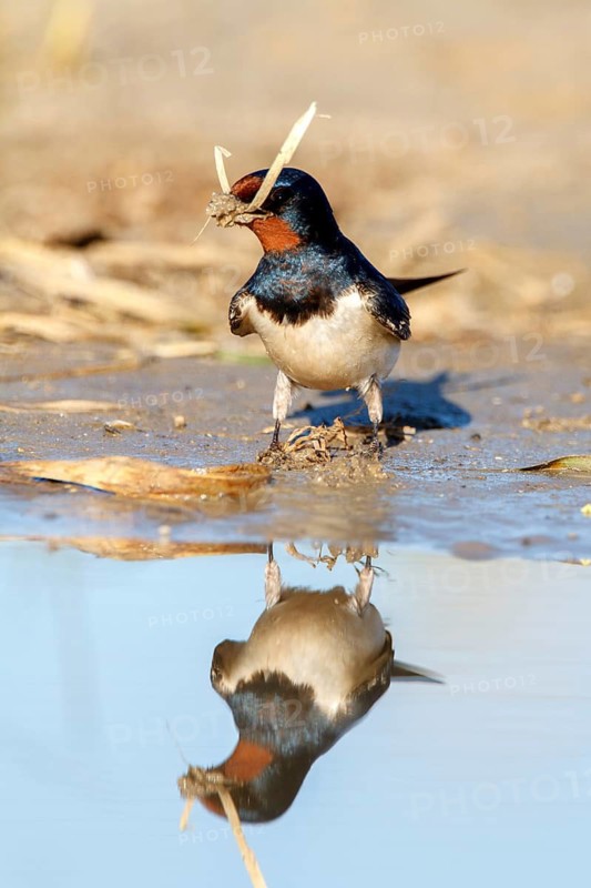 Barn Swallow (Hirundo rustica) looking for nesting material, Andalusia, Spain