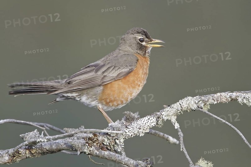 American Robin (Turdus migratorius) singing, British Columbia, Canada