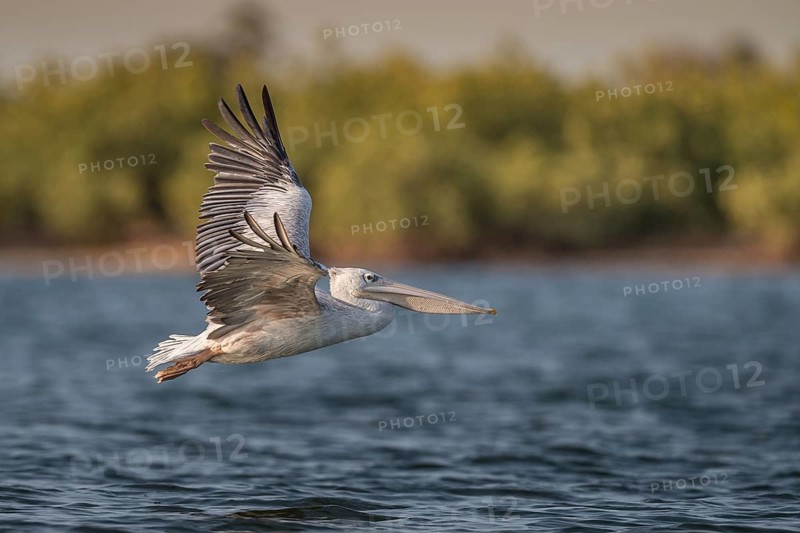 Pink-backed Pelican (Pelecanus rufescens) flying, Senegal
