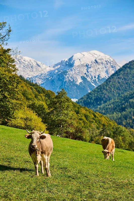 Cattle (Bos taurus) on a meadow with the mountains in the background, autumn, Bavaria, Germany