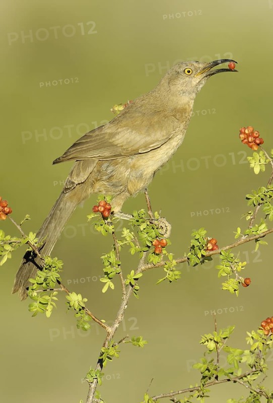 Curve-billed Thrasher (Toxostoma curvirostre), Texas, USA