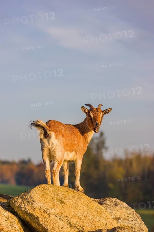 An African Pygmy goat Capra aegagrus hircus) stands on top of a rock, looking around