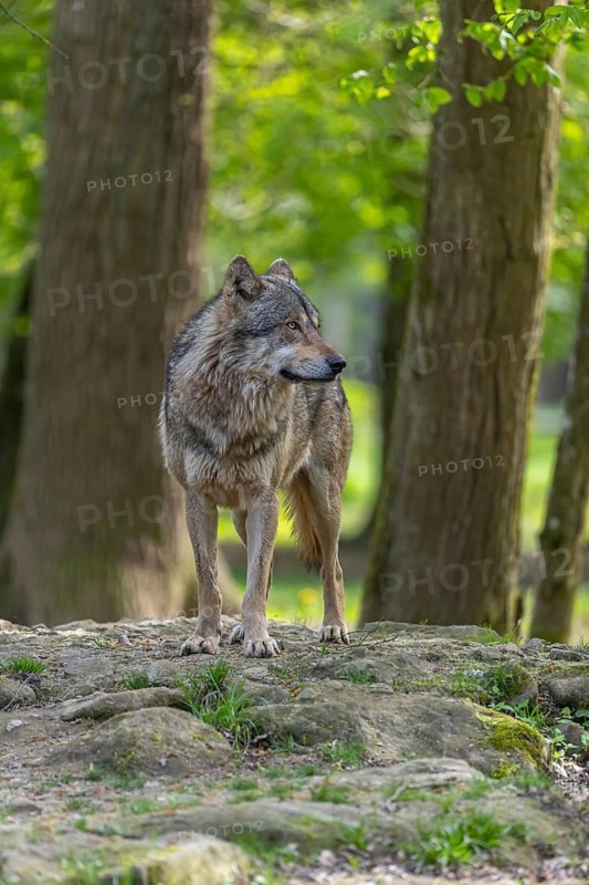 One eurasian gray wolf (Canis lupus lupus) standing on a rock in an open forest. Grass, logs and trees in the background