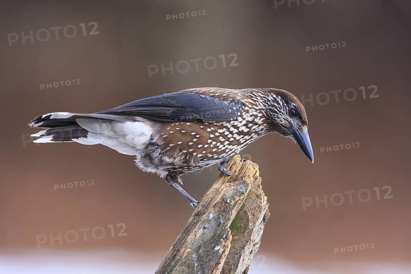 Spotted Nutcracker (Nucifraga caryocatactes), Carinthia, Austria