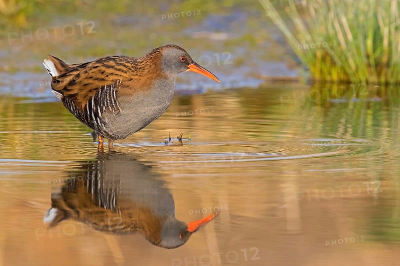 Water rail, (Rallus aquaticus), animals, birds, biotope, habitat, foraging, waters, rail family, Der Spieß nature reserve, Worms district, Rhineland-Palatinate, Federal Republic of Germany