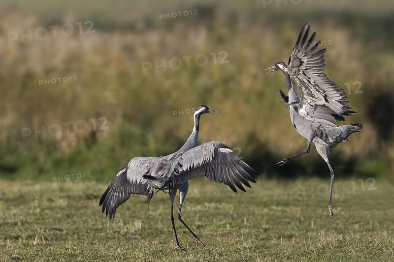 Common Crane (Grus grus) mating, Mecklenburg-Western Pomerania, Germany