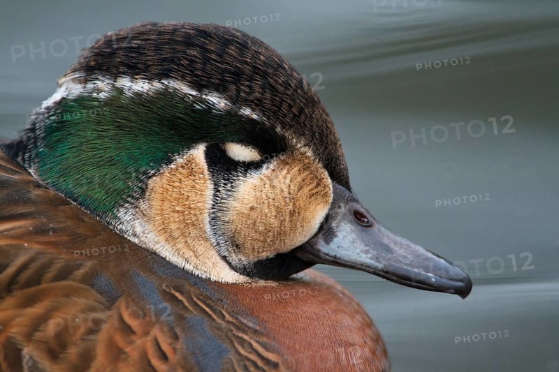 Baikal Teal (Sibirionetta formosa) male, Schleswig-Holstein, Germany