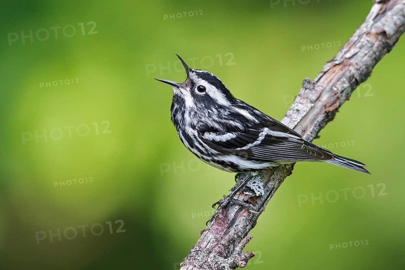 Black-and-White Warbler (Mniotilta varia) perched on a branch in southern Ontario, Canada
