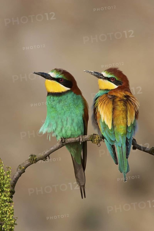 European Bee-eater (Merops apiaster), Lake Neusiedl, Austria