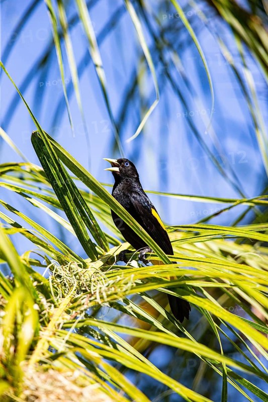 Yellow-rumped cacique (Cacicus cela) Pantanal Brazil