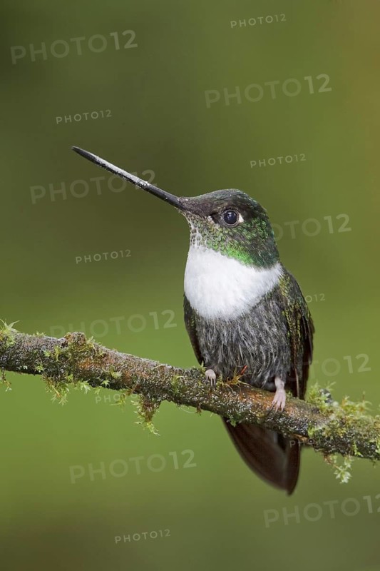 Collared Inca (Coeligena torquata), Ecuador