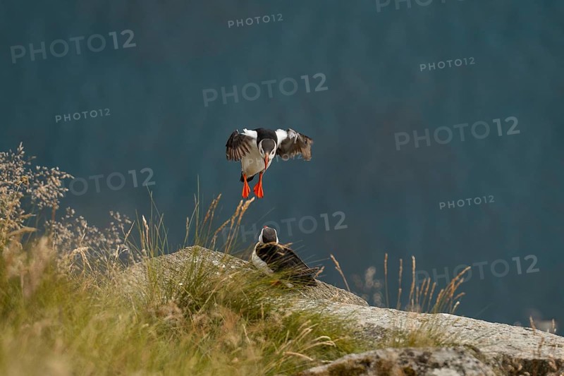 A captivating moment featuring two Atlantic puffins, Fratercula arctica, in Norway One puffin gracefully lands near the other, surrounded by lush grass and rocky coastal terrain