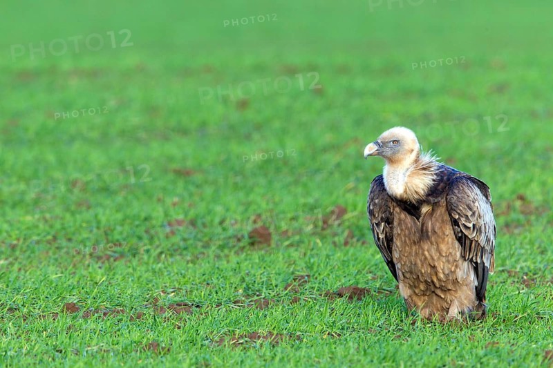 Griffon vulture, (Gyps fulvus), animals, birds, sitting in a meadow, biotope, habitat, resting, all-world vulture, Bad Dürkheim district, Rhineland-Palatinate, Federal Republic of Germany