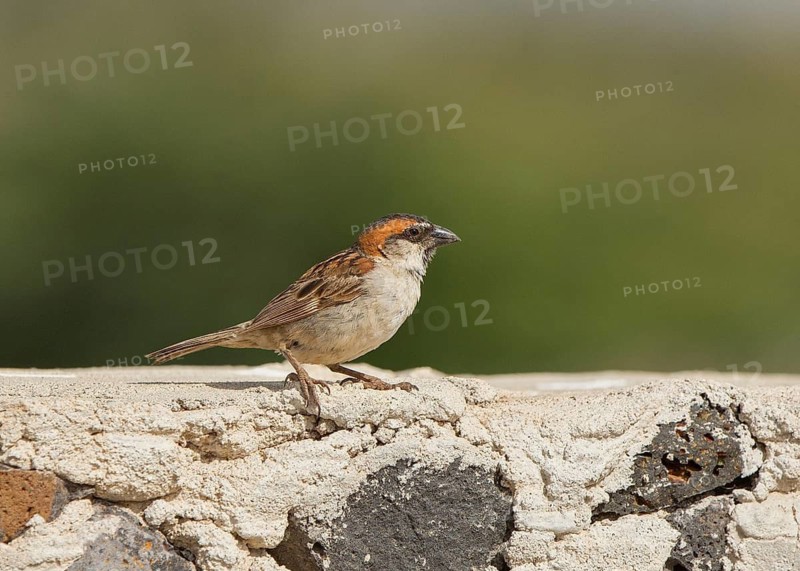 Iago Sparrow (Passer iagoensis) male, Cape Verde