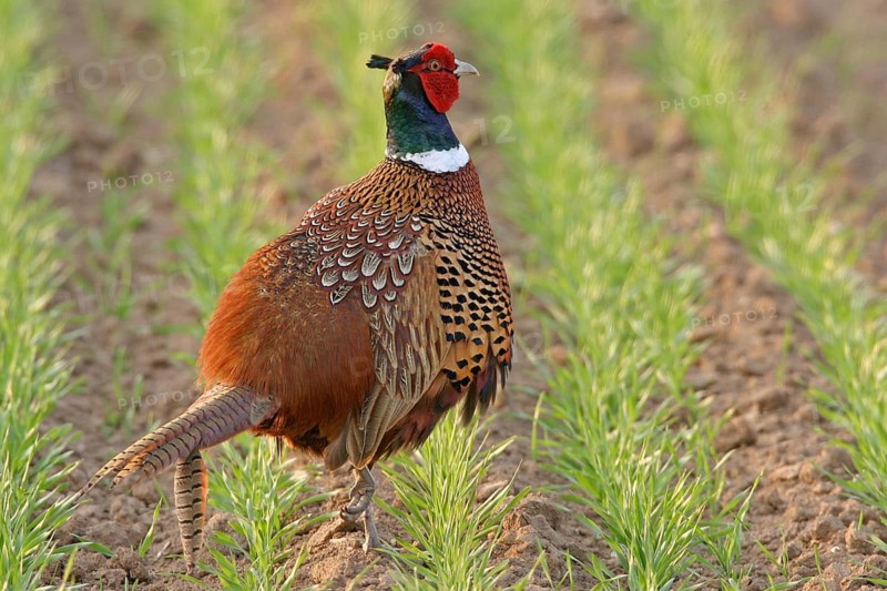 Pheasant (Phasianus colchicus), Faisan de Colchide, Faisan de chasse, Faisán Vulgar, Bad Dürkheim County, Tiszaalpár, Kiskunsági National Park, Bács-Kiskun, Hungary