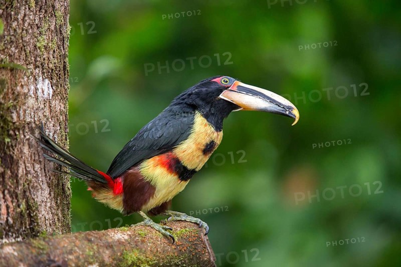 Black-necked Aracari (Pteroglossus aracari) perched on a branch, Pichincha, Ecuador