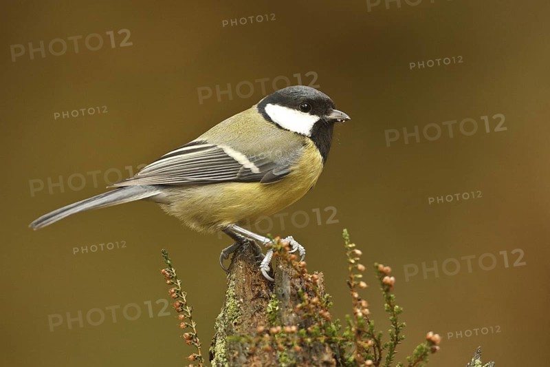 Great Tit (Parus major), Rhineland-Palatinate, Germany