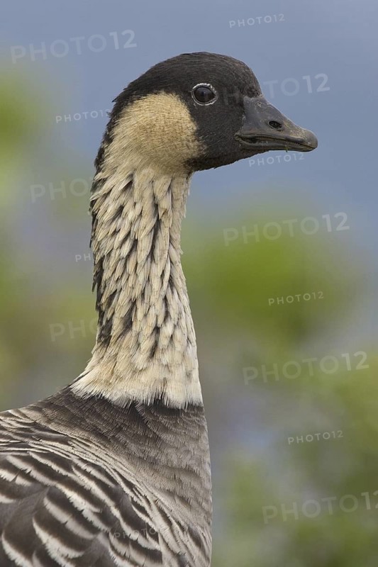 Nene (Branta sandvicensis), Hawaii, USA