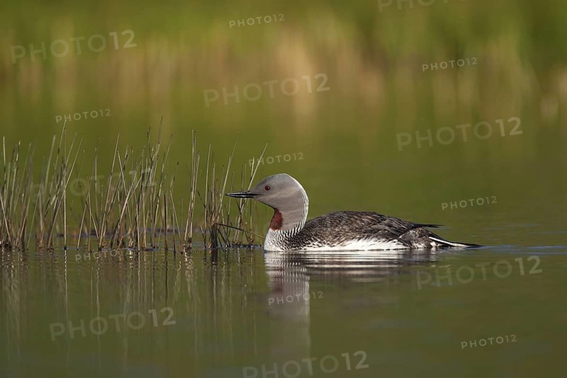 Red-throated Loon (Gavia stellata), Myvatn, Iceland