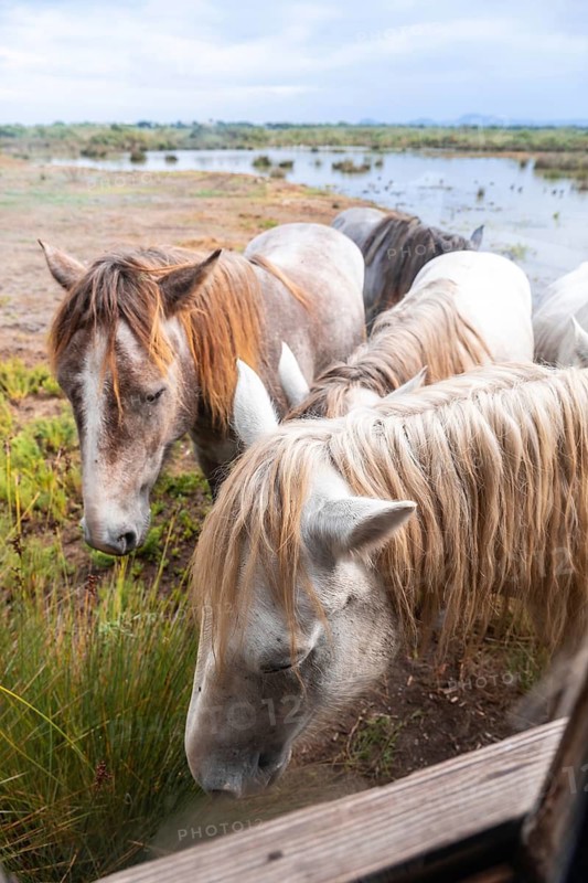 Wild horses peacefully grazing near the water in s'albufera natural park, a beautiful wetland area on the island of mallorca