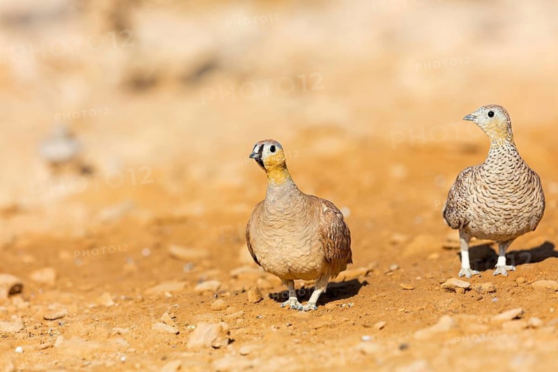 Crowned flying fowl, (Pterocles coronatus), North America, Middle East, family of flying fowl, chicken bird, Celias Waterhole, Ezuz, HaDarom, Israel