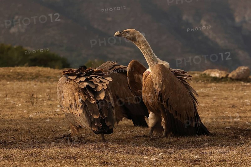 Two Griffon vultures standing against a mountainous backdrop, showcasing its impressive plumage and stature