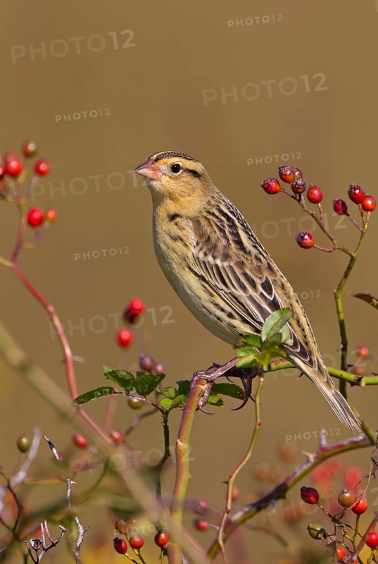 Bobolink, non-breeding