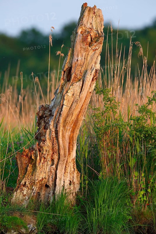 Deadwood, secondary habitat, remnant of a tree, Peene Valley River Landscape nature park Park, Mecklenburg-Western Pomerania, Germany