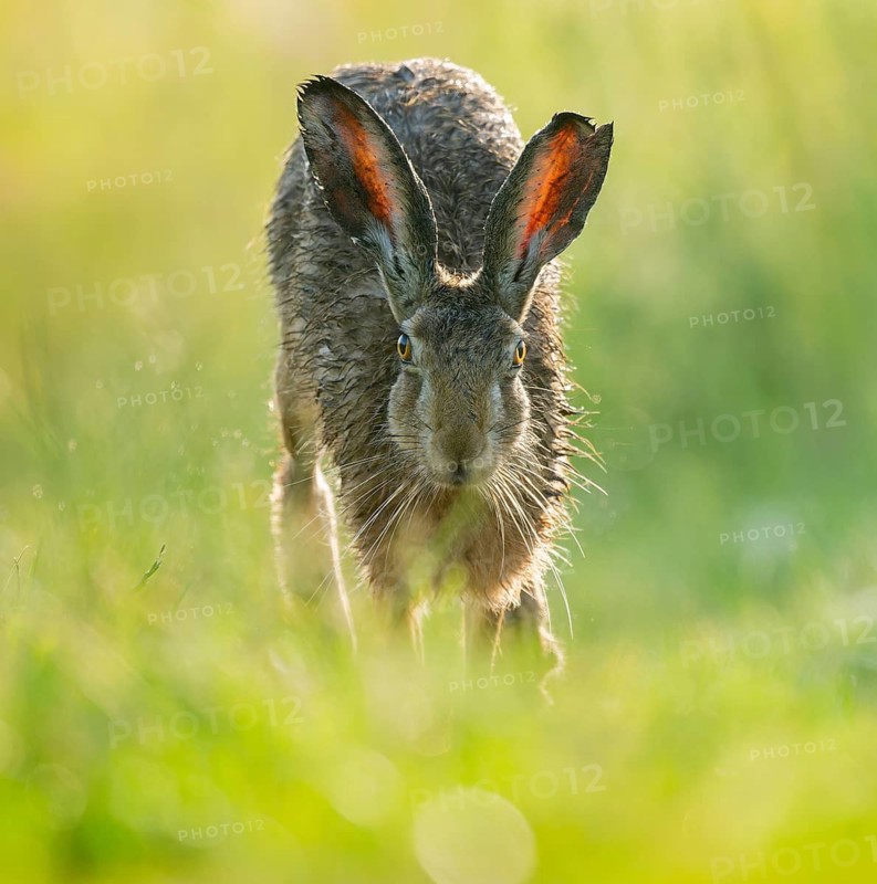 European hare (Lepus europaeus) running along a country lane, wildlife, Lower Saxony, Germany
