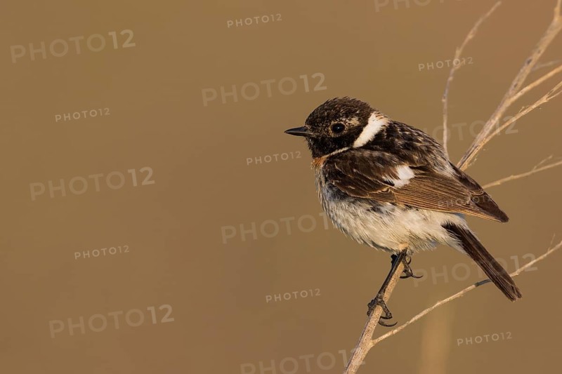 Siberian Stonechat - Pallasschwarzkehlchen - Saxicola maurus, Russia (Ural), 2nd cy male
