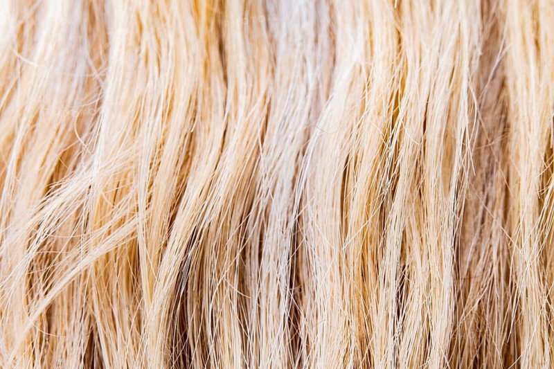 Detailed closeup of a horse's mane showcasing the intricate texture and variations in color. The natural blonde strands create a warm and inviting visual effect
