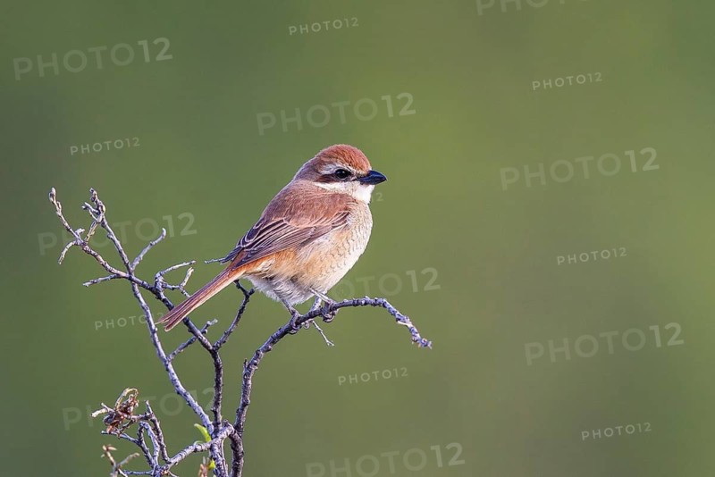 Brown Shrike (Lanius cristatus) female, Mongolia