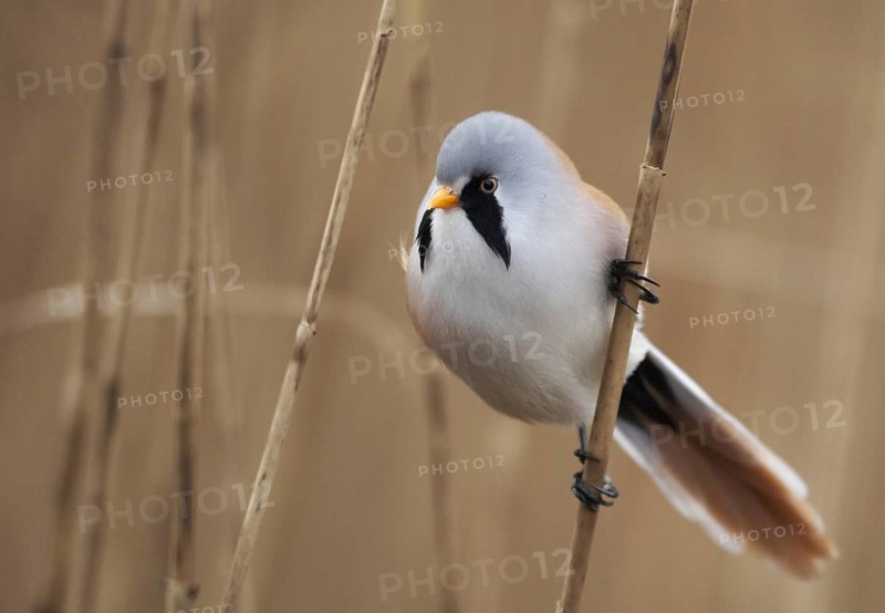 Bearded Reedling (Panurus biarmicus) male, Mecklenburg-Western Pomerania, Germany