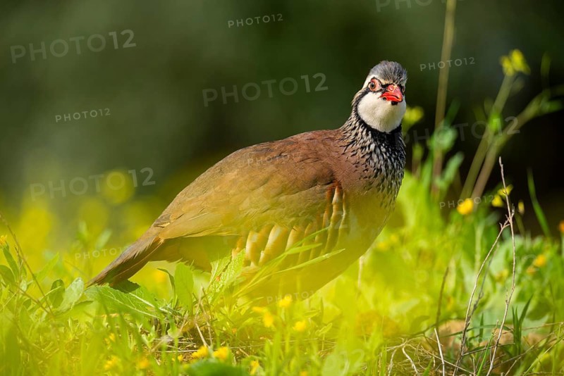 Captivating image of a red-legged partridge amidst greenery and yellow flowers, showcasing its vibrant plumage and characteristic red beak and legs