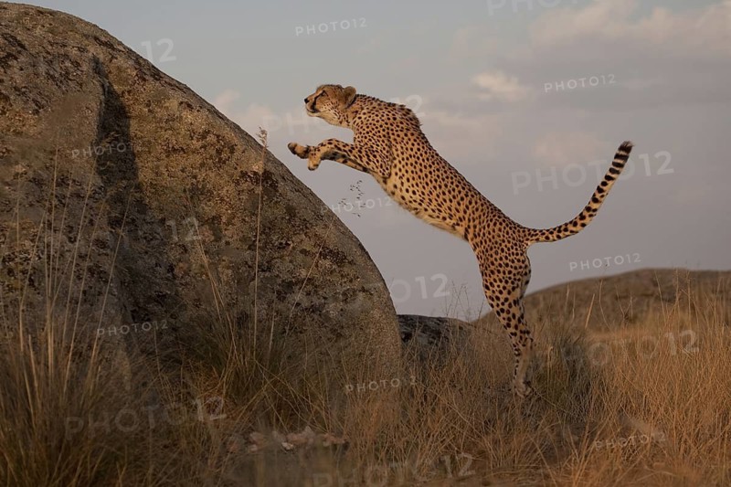 Cheetah (Acinonyx jubatus) female jumping on a rock, Castile-La Mancha, Spain