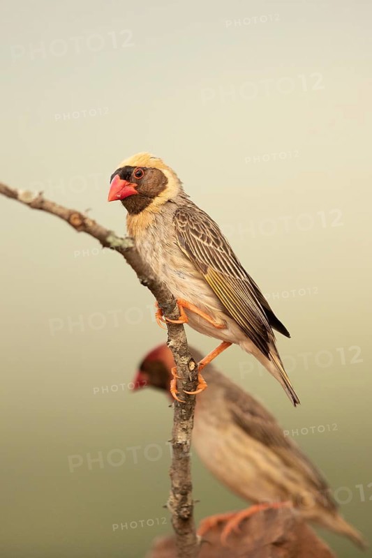Red-billed Quelea (Quelea quelea), male perched on a branch, South Africa