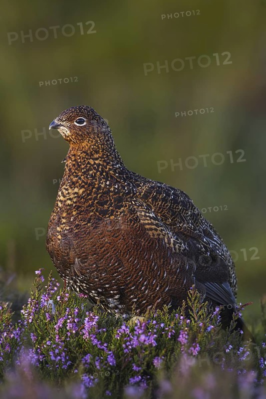 Red Grouse (Lagopus lagopus scotica), Yorkshire, United Kingdom