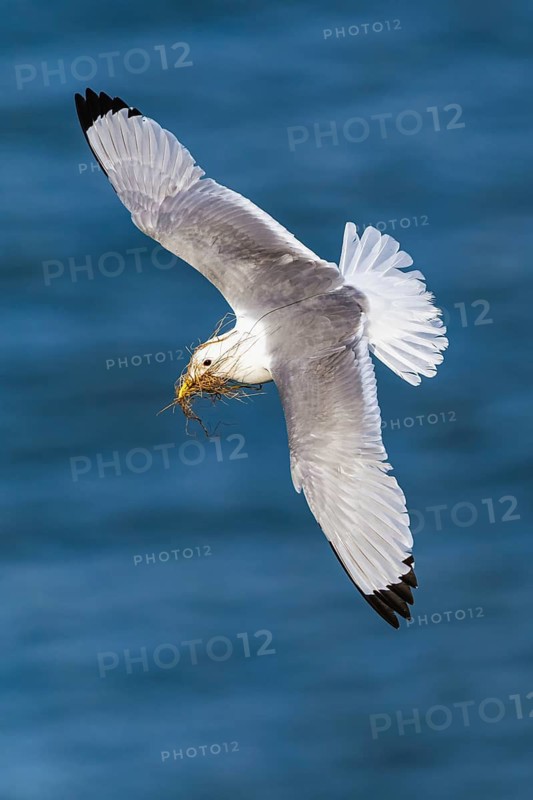 Black-legged Kittiwake, Rissa tridactyla, bird in flight over sea, Bempton Cliffs, North Yorkshire, England, United Kingdom