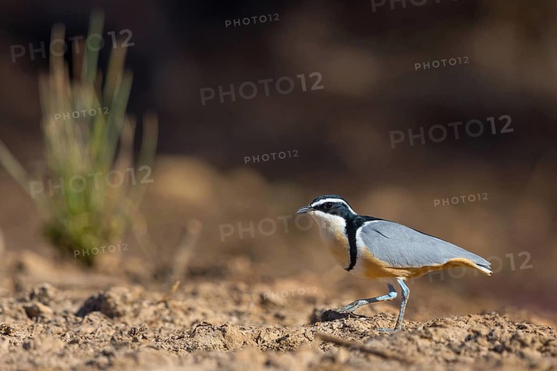 Crocodile-bird, (Pluvianus aegytpticus), Crocodile-bird, Egyptian Plover, Pluvian fluviatile, Pluvial, Njau area, Njau, North Bank, Gambia