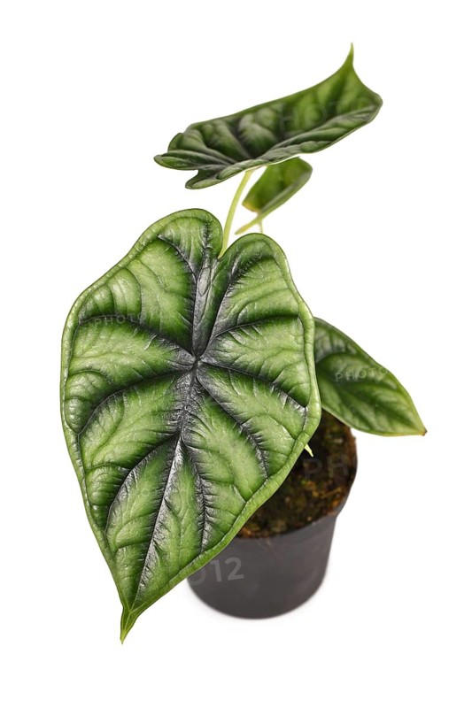 (Alocasia) Bagina Dragon Scale Houseplant