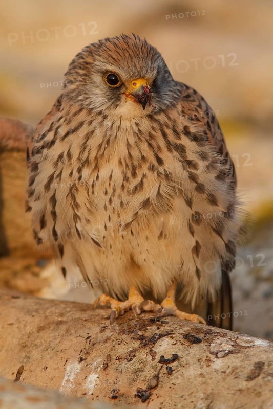 Lesser Kestrel (Falco naumanni), female resting, Castile-La Mancha, Spain