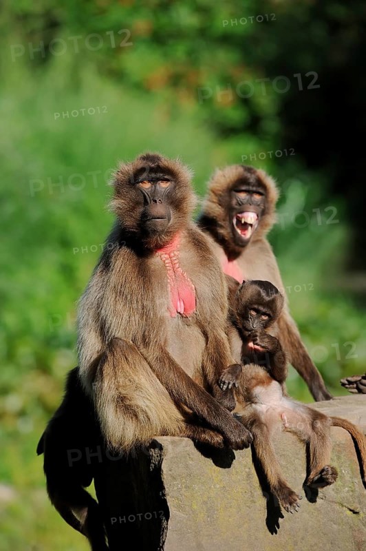 Djelada or gelada baboon (Theropithecus gelada), female with young, captive, occurring in Ethiopia, Malaysia