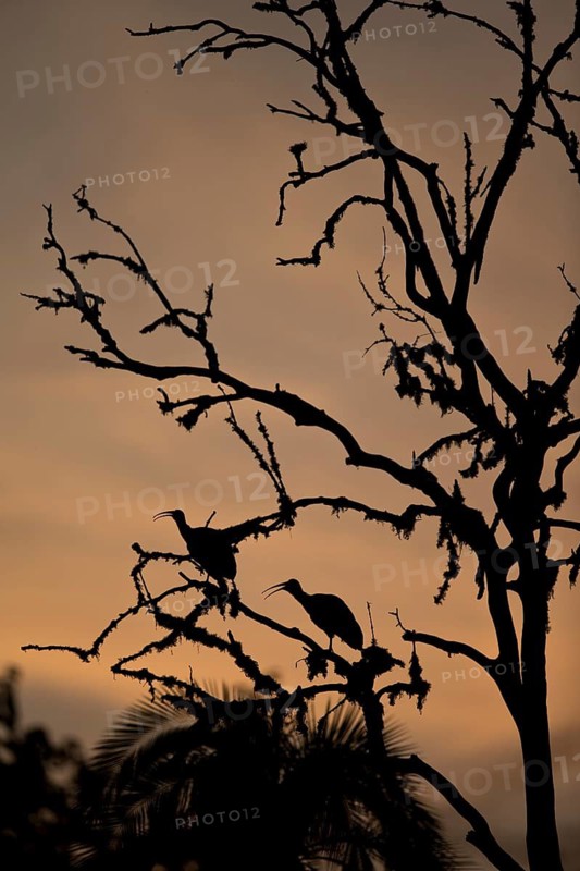 Hadada Ibis (Bostrychia hagedash nilotica) pair perched in tree in evening twilight, Yayu, Ethiopia