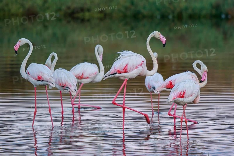 Greater Flamingo (Phoenicopterus roseus) group standing in shallow water, Lesvos, Greece