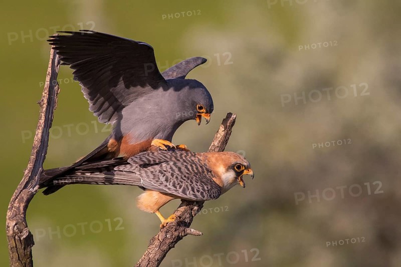 Red-footed Falcon (Falco vespertinus) pair mating, Subotica, Serbia