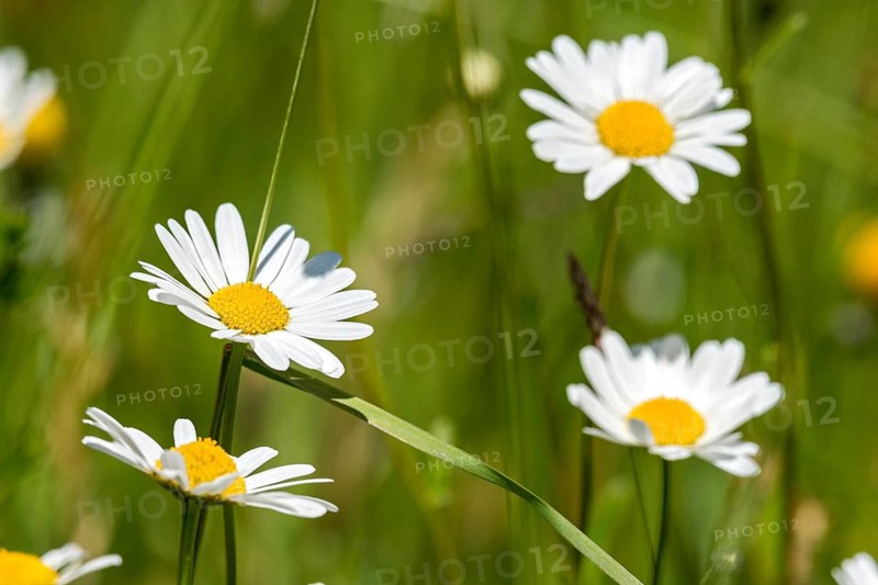 Flowering daisies (Leucanthemum) and grasses in a wild, natural flower meadow, Germany