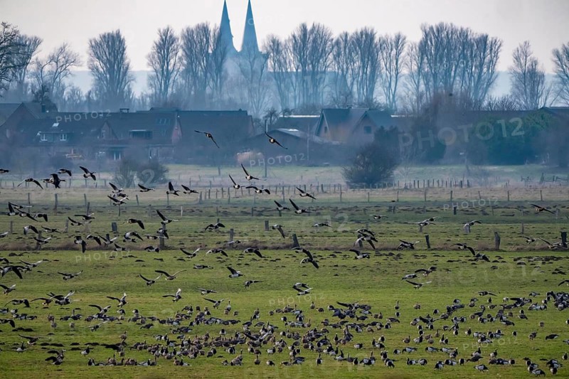 Bislicher Insel, nature reserve on the Rhine, Altrheinarm, near Xanten, Lower Rhine, Wesel district, one of the few floodplain landscapes in Germany, over 20, 000 wild birds, many arctic geese species pause and hibernate here, here white-cheeked geese and coot geese, in the back of St. Victor Cathedral in Xanten, North Rhine-Westphalia, Germany