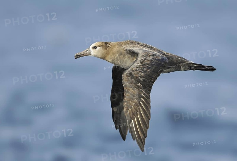 Black-footed Albatross (Phoebastria nigripes)